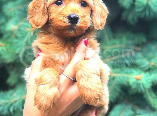 Red Teacup Malti̇po Erkek görsel
