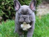 Blue French Bulldog Mavi̇ Gözlü Bebeği̇mi̇z
