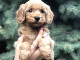 Orjinal Red Maltıpoo