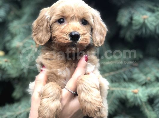 Orjinal Red Maltıpoo görsel