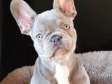 Blue French Bulldog Mavi̇ Gözlü Bebeği̇mi̇z