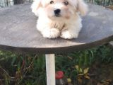 Erkek Ve Dişi Maltese Terrier
