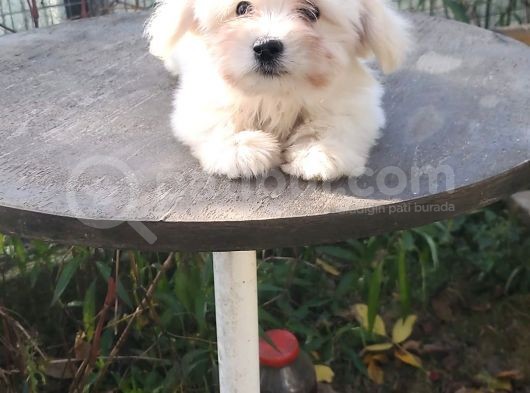 Erkek Ve Dişi Maltese Terrier görsel