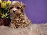 Dizayn Irk Sevimli Maltipoo Yavrular