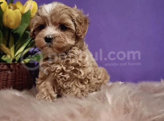 Dizayn Irk Sevimli Maltipoo Yavrular görsel