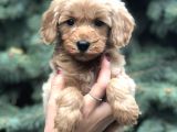 Orjinal Red Maltıpoo