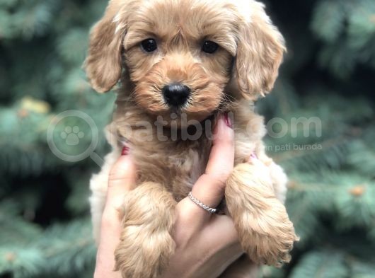 Orjinal Red Maltıpoo