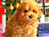 Poodle Ayarinda Malti̇po Bebekler Üst Kali̇te