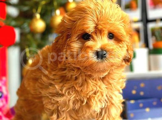Poodle Ayarinda Malti̇po Bebekler Üst Kali̇te görsel