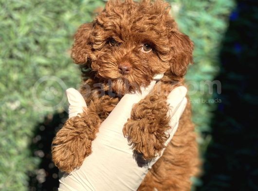 Ruhsatli Ciftligimizden Toy Poodle Bebekler görsel