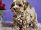 Dizayn Irk Sevimli Maltipoo Yavrular