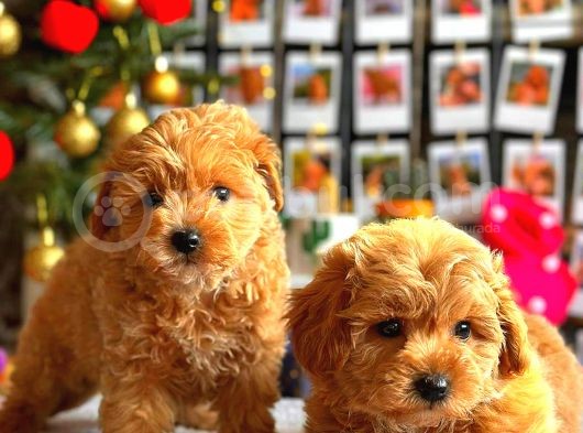 Poodle Ayarinda Malti̇po Bebekler Üst Kali̇te görsel