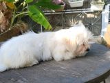 Erkek Ve Dişi Maltese Terrier