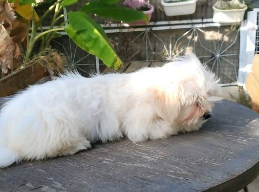 Erkek Ve Dişi Maltese Terrier görsel