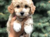 Latte Renk Maltıpoo