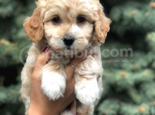 Latte Renk Maltıpoo