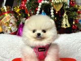 Safkan Pomeranian Teddy Yavruları