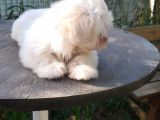 Erkek Ve Dişi Maltese Terrier