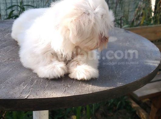 Erkek Ve Dişi Maltese Terrier görsel