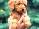 Red Teacup Malti̇po Erkek