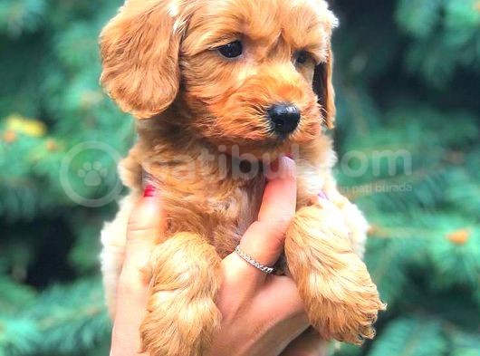 Red Teacup Malti̇po Erkek görsel