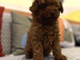 Toy Poodle Kaniş Kızıl Redbrown Safkan Orjinal Garantili