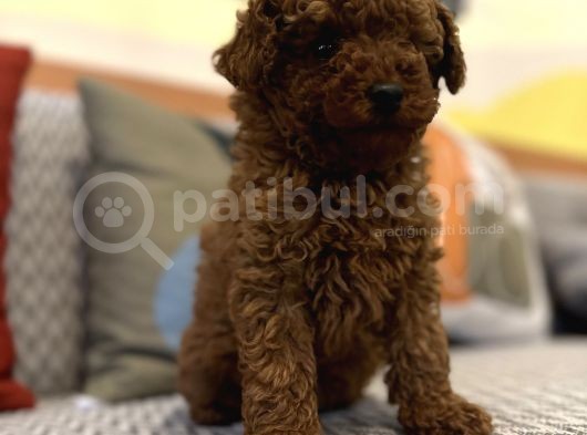 Toy Poodle Kaniş Kızıl Redbrown Safkan Orjinal Garantili