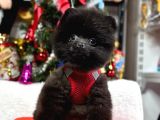 Safkan Pomeranian Teddy Yavruları
