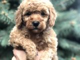 Babyface Red Toy Poodle
