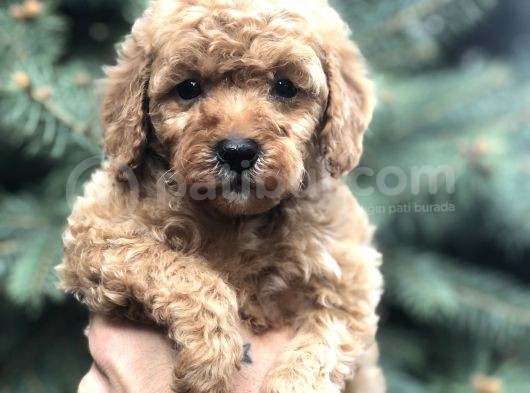 Babyface Red Toy Poodle görsel