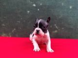 A+ Kali̇te French Bulldog Yavrular