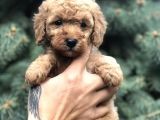 Babyface Red Toy Poodle