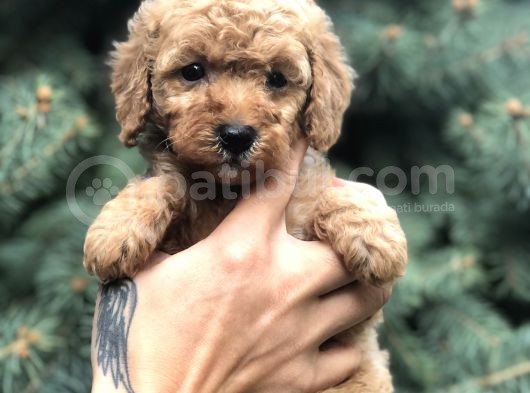 Babyface Red Toy Poodle görsel