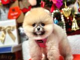 Ayıcık Surat Boo Pomeranian Yavrular