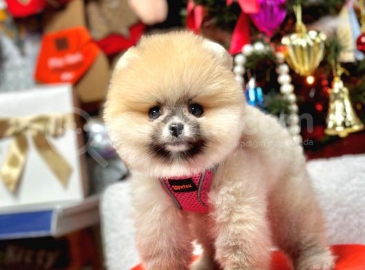 Ayıcık Surat Boo Pomeranian Yavrular görsel