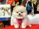 Safkan Pomeranian Teddy Yavruları
