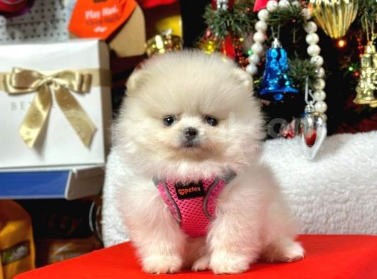 Safkan Pomeranian Teddy Yavruları görsel