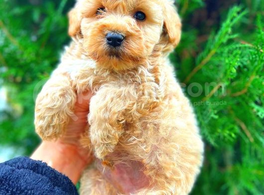 Malti̇po Teacup Üst Kali̇te Bebekler