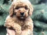 Babyface Red Toy Poodle