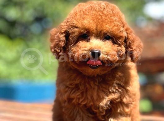 Efsane Guzellikte Toy Poodle Bebekler