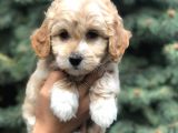 Latte Renk Maltıpoo