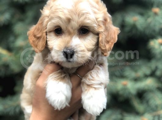 Latte Renk Maltıpoo görsel
