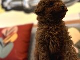 Toy Poodle Kaniş Kızıl Redbrown Safkan Orjinal Garantili
