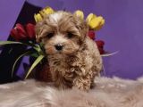 Dizayn Irk Sevimli Maltipoo Yavrular