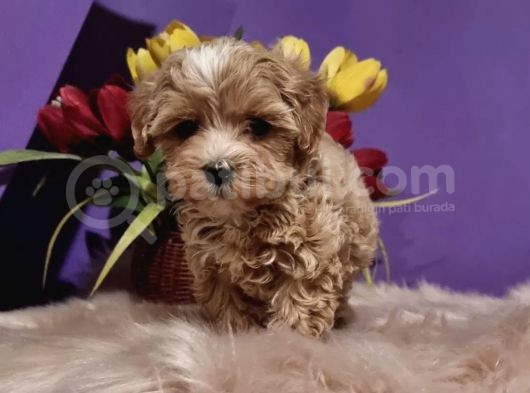 Dizayn Irk Sevimli Maltipoo Yavrular görsel