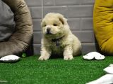 Orji̇nal Chow Chow Yavrularimiz Gelmi̇şti̇r