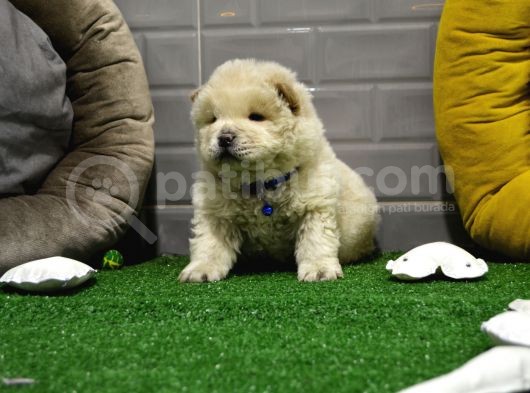 Orji̇nal Chow Chow Yavrularimiz Gelmi̇şti̇r