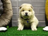 Orji̇nal Chow Chow Yavrularimiz Gelmi̇şti̇r