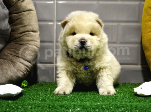 Orji̇nal Chow Chow Yavrularimiz Gelmi̇şti̇r görsel