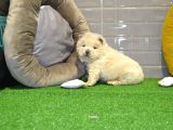 Orji̇nal Chow Chow Yavrularimiz Gelmi̇şti̇r